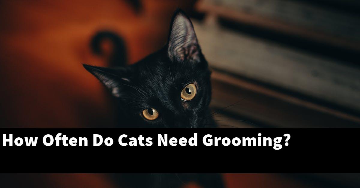 How Often Do Cats Need Grooming?