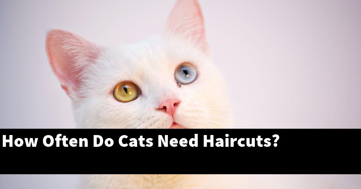 How Often Do Cats Need Haircuts?