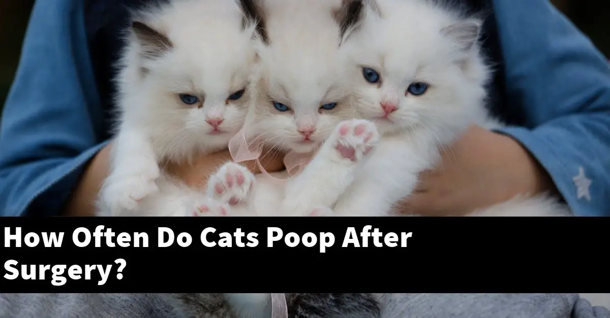 How Often Do Cats Poop After Surgery?