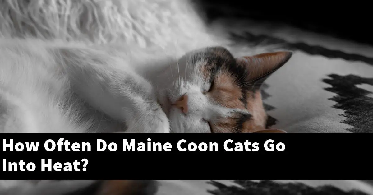 How Often Do Maine Coon Cats Go Into Heat?