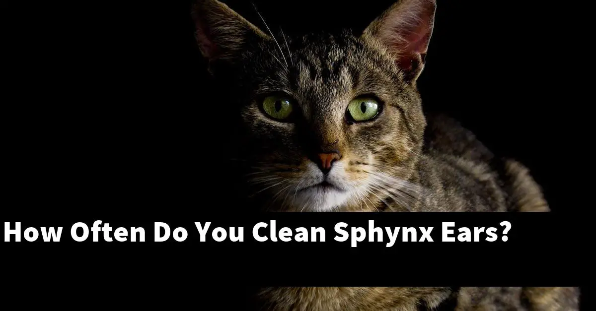 How Often Do You Clean Sphynx Ears?
