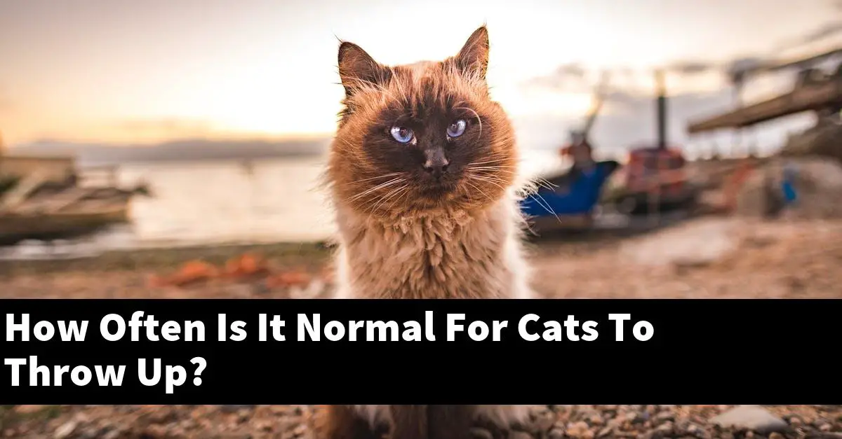 How Often Is It Normal For Cats To Throw Up?