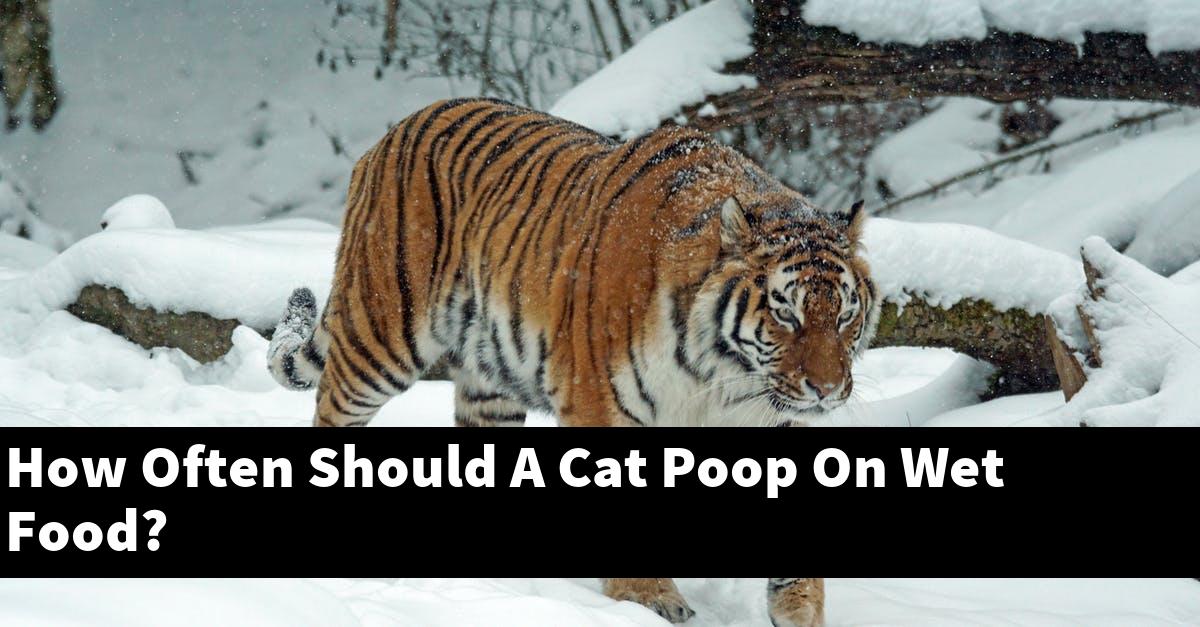 How Often Should A Cat Poop On Wet Food?