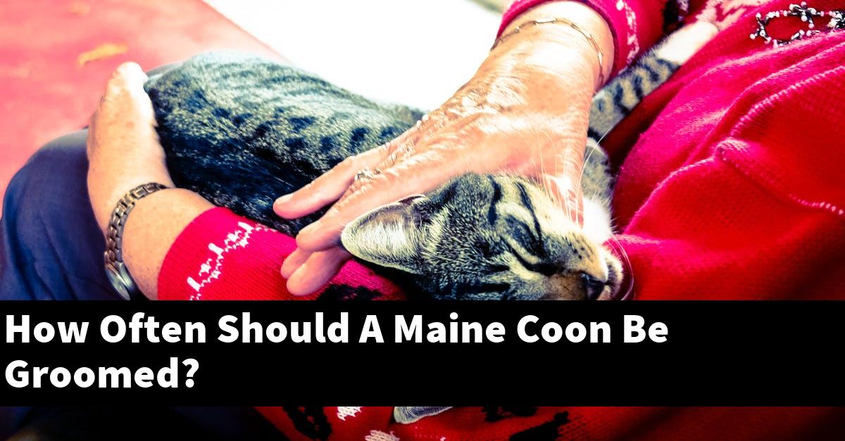 How Often Should A Maine Coon Be Groomed?