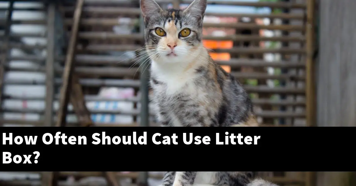 How Often Should Cat Use Litter Box?