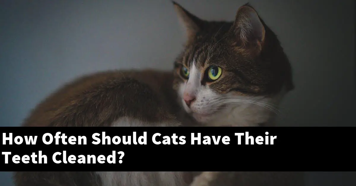How Often Should Cats Have Their Teeth Cleaned?