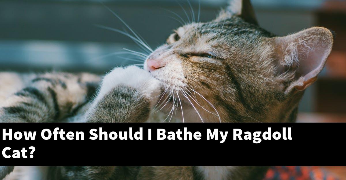 How Often Should I Bathe My Ragdoll Cat?
