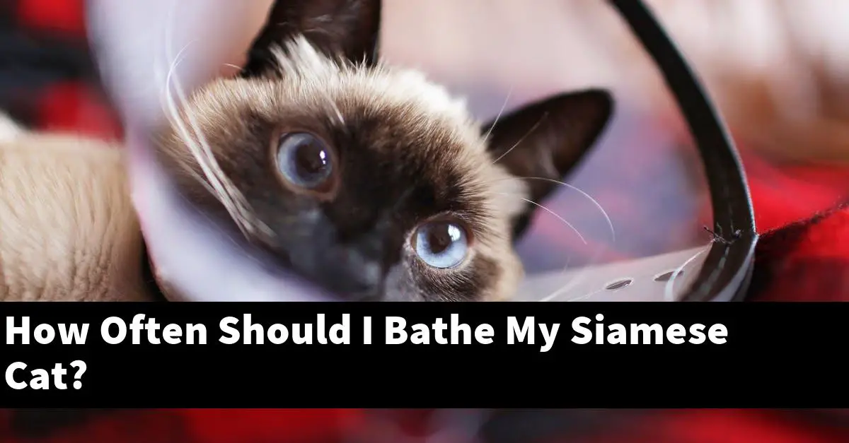 How Often Should I Bathe My Siamese Cat?