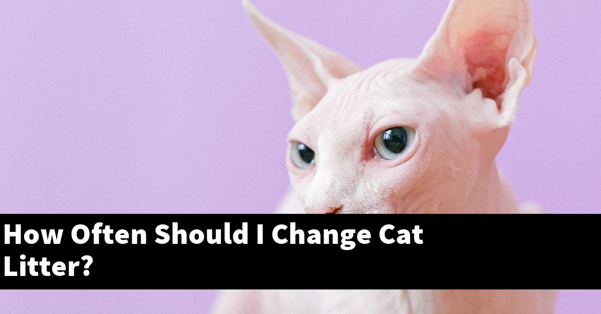 How Often Should I Change Cat Litter?