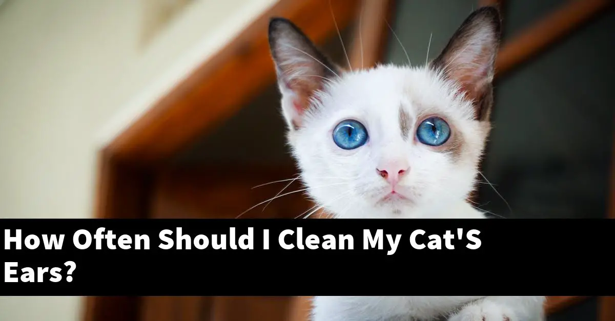 How Often Should I Clean My Cat'S Ears?