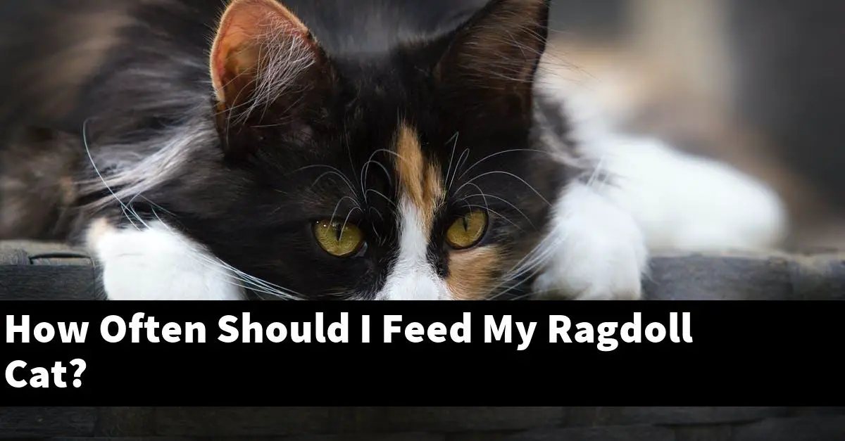How Often Should I Feed My Ragdoll Cat?
