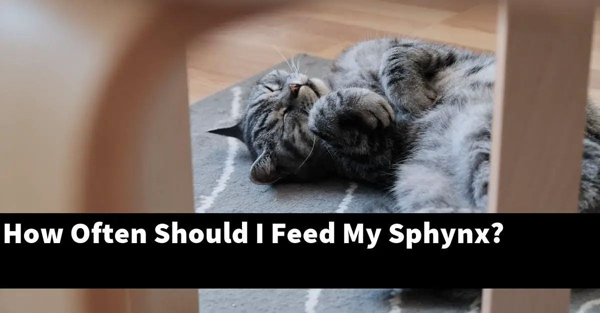 How Often Should I Feed My Sphynx?