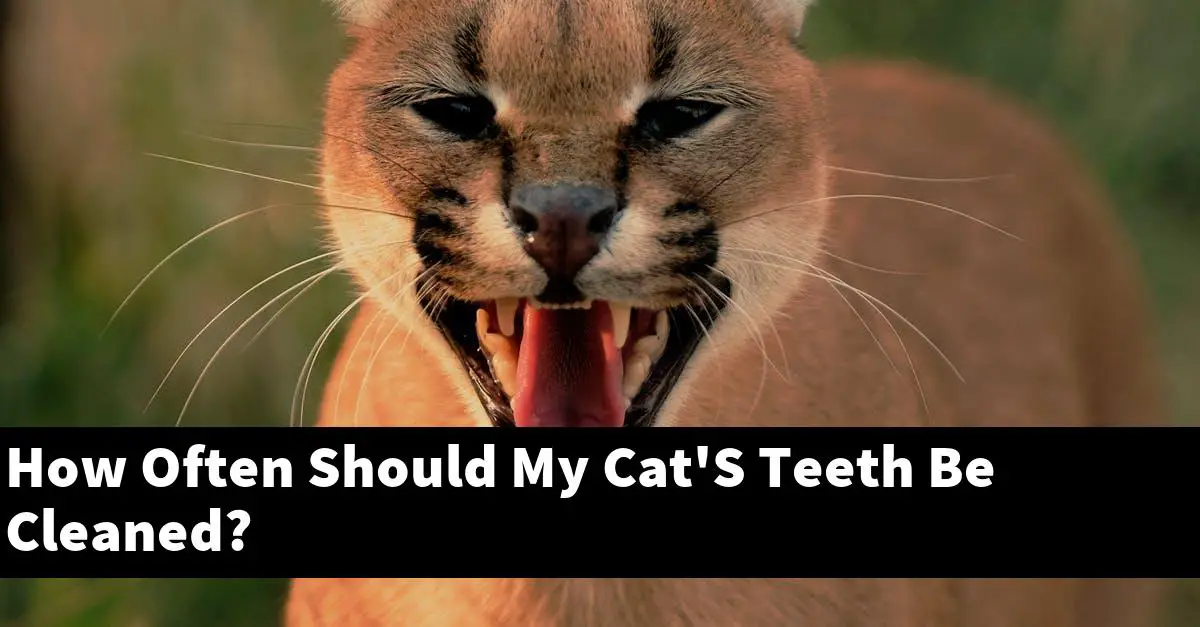 How Often Should My Cat'S Teeth Be Cleaned?