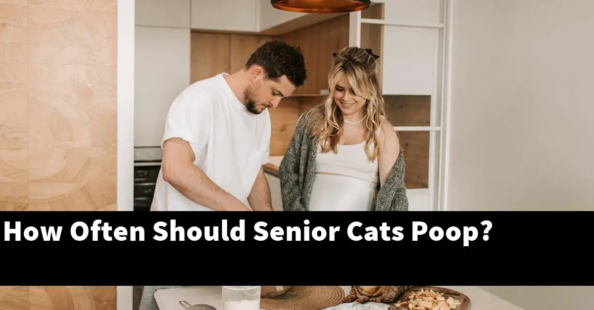 How Often Should Senior Cats Poop?