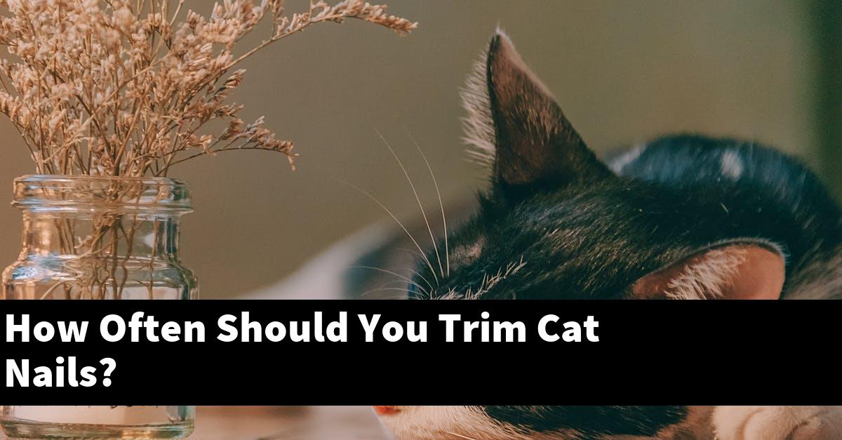 How Often Should You Trim Cat Nails?