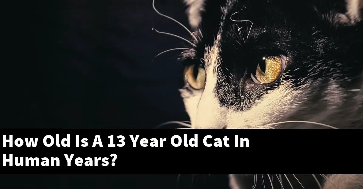 How Old Is A 13 Year Old Cat In Human Years?