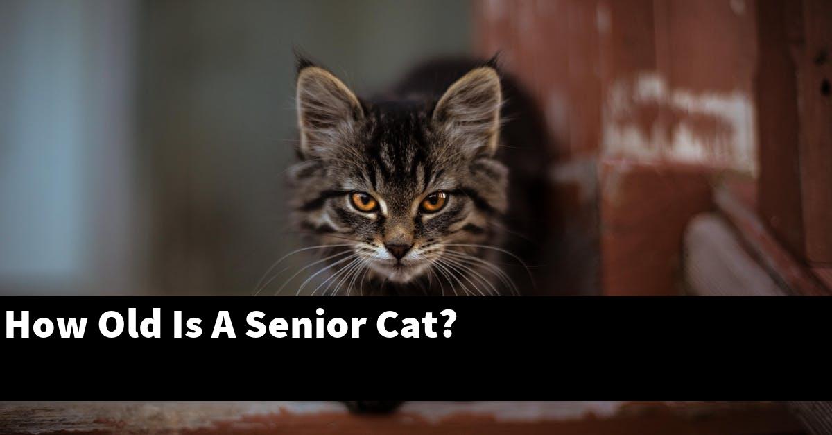How Old Is A Senior Cat?