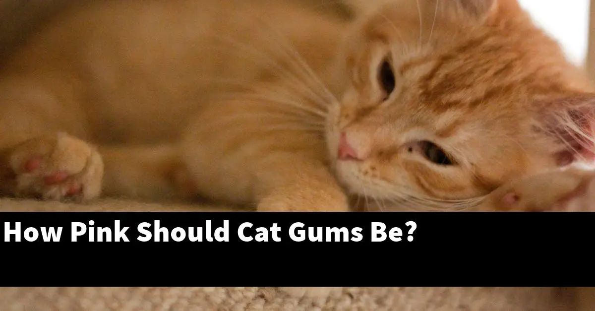 How Pink Should Cat Gums Be?