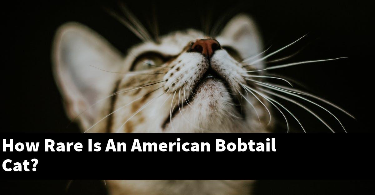 How Rare Is An American Bobtail Cat?