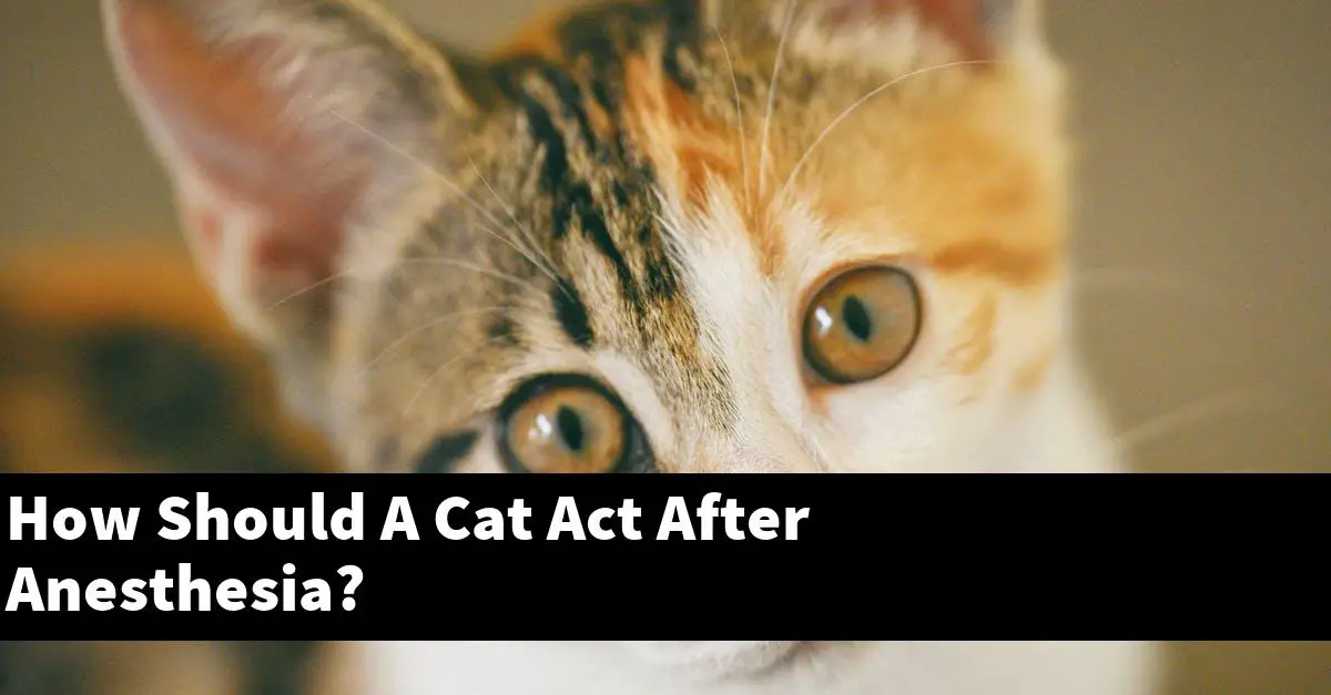 How Should A Cat Act After Anesthesia?