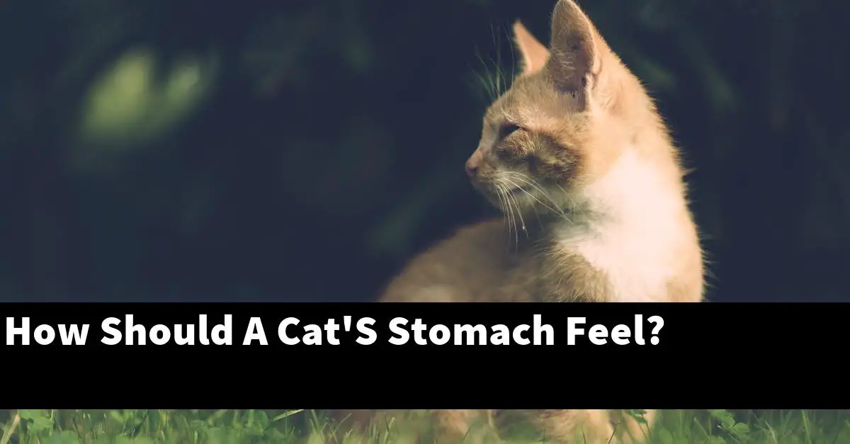 How Should A Cat'S Stomach Feel?