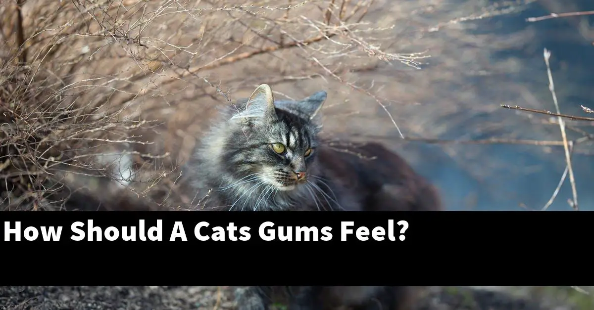 How Should A Cats Gums Feel?