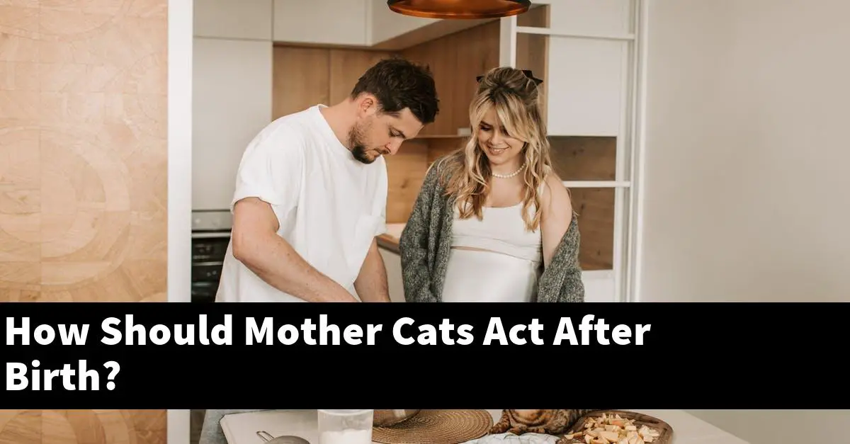 How Should Mother Cats Act After Birth?