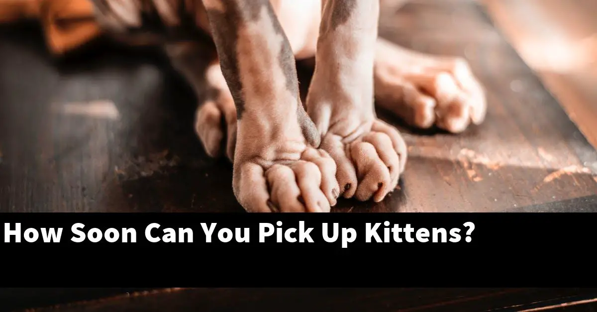 How Soon Can You Pick Up Kittens?