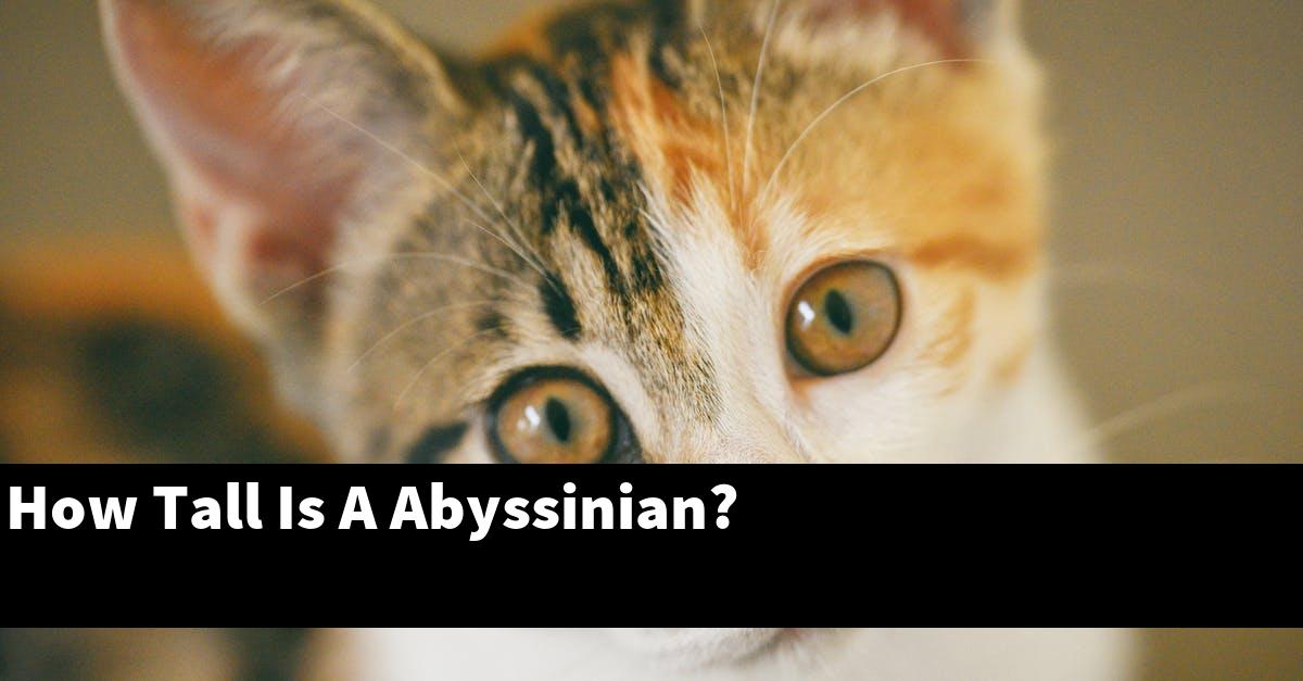 How Tall Is A Abyssinian?