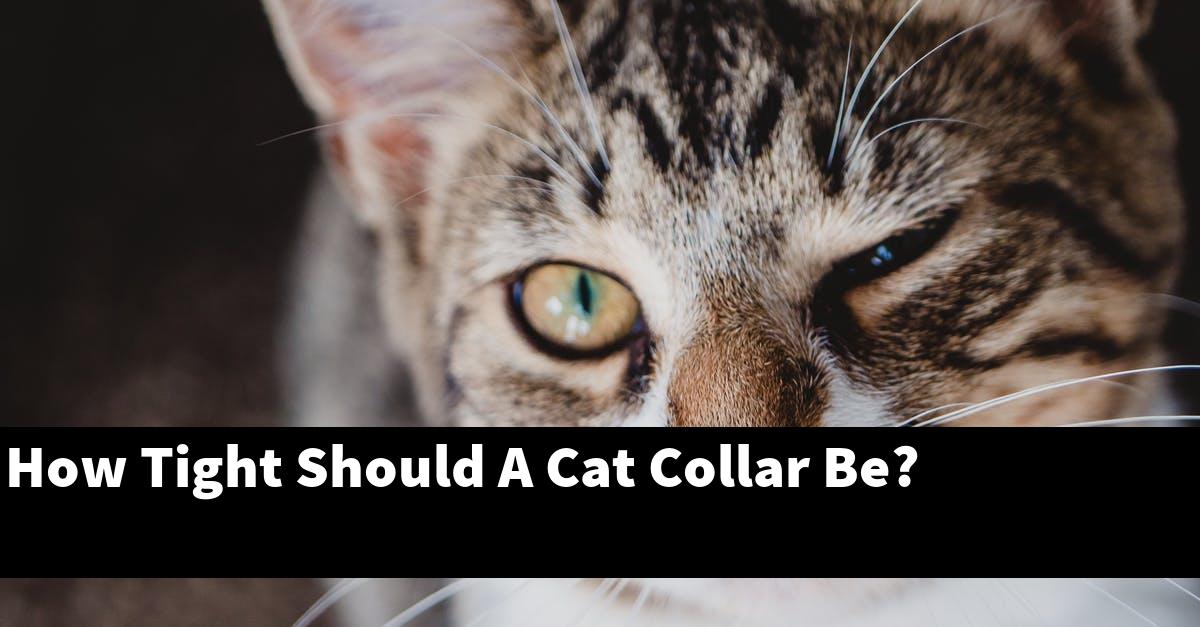 How Tight Should A Cat Collar Be?