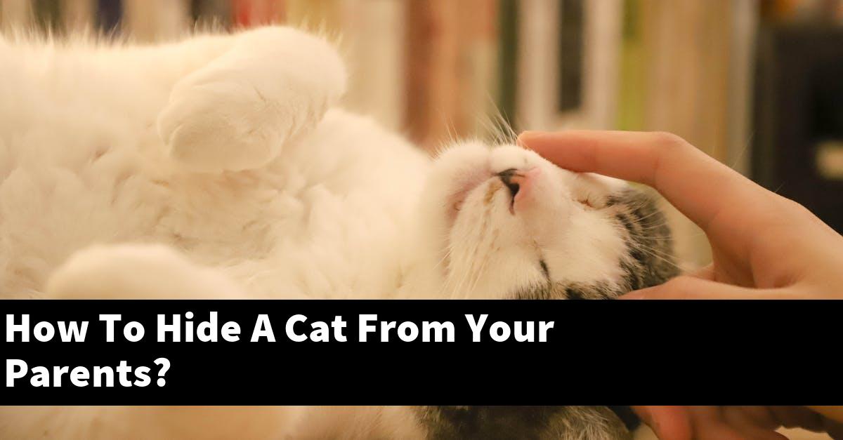 How To Hide A Cat From Your Parents?