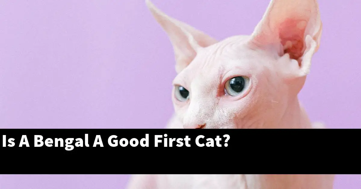 Is A Bengal A Good First Cat?