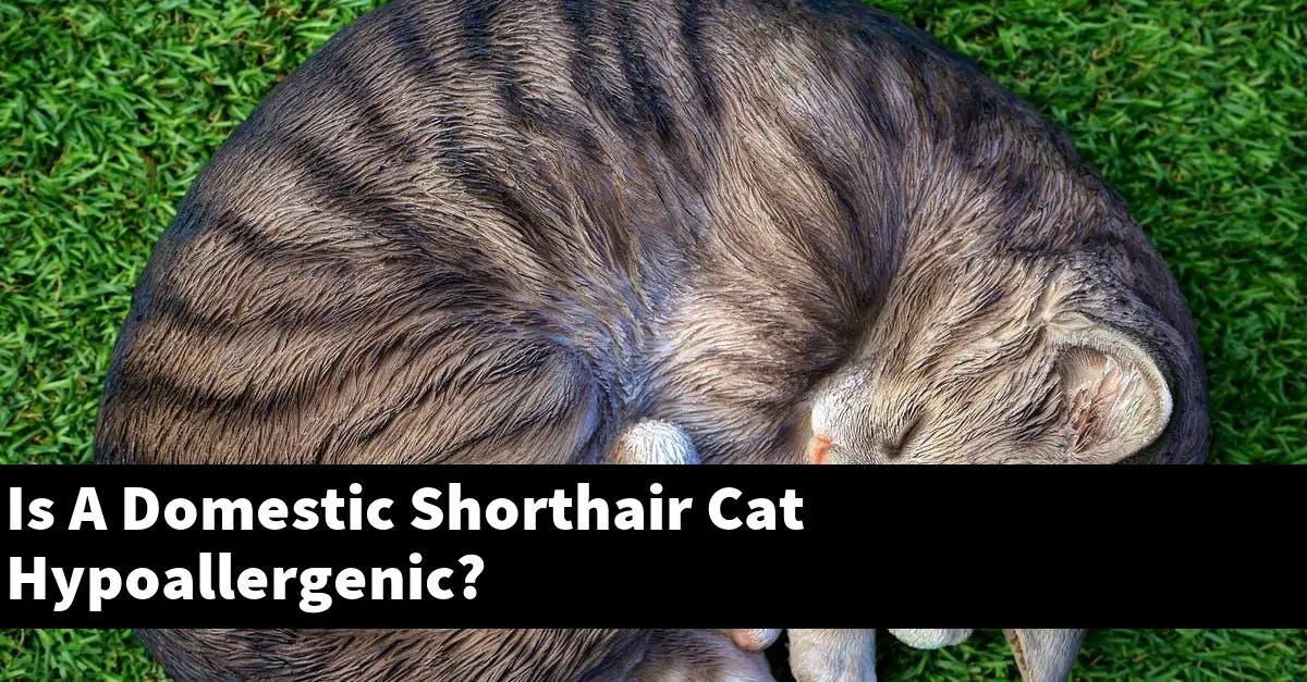 Is A Domestic Shorthair Cat Hypoallergenic?