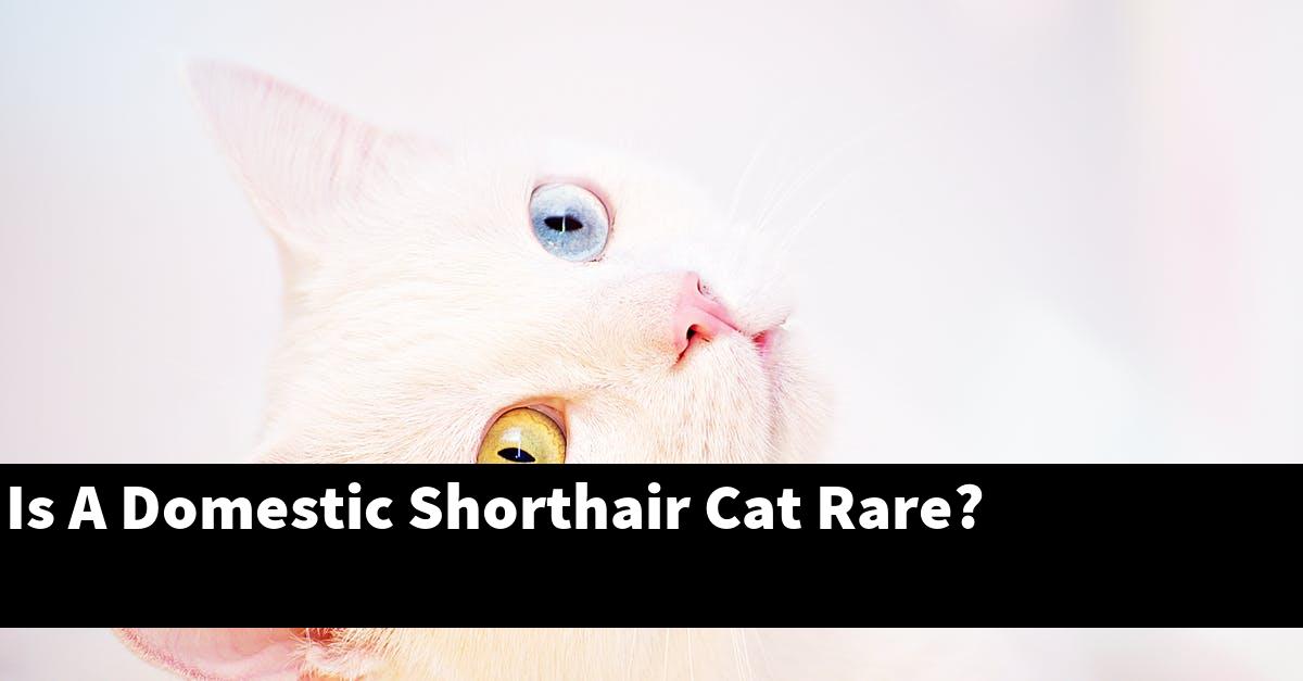 Is A Domestic Shorthair Cat Rare?
