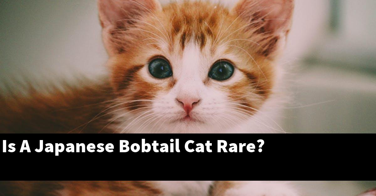 Is A Japanese Bobtail Cat Rare?