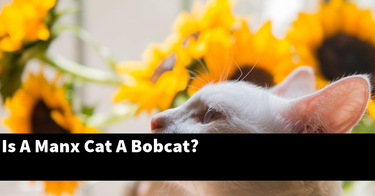 Is A Manx Cat A Bobcat?