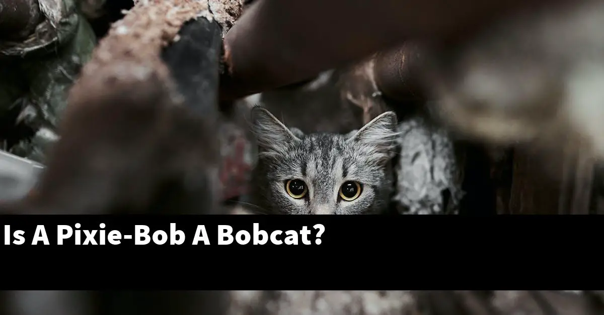 Is A Pixie-Bob A Bobcat?