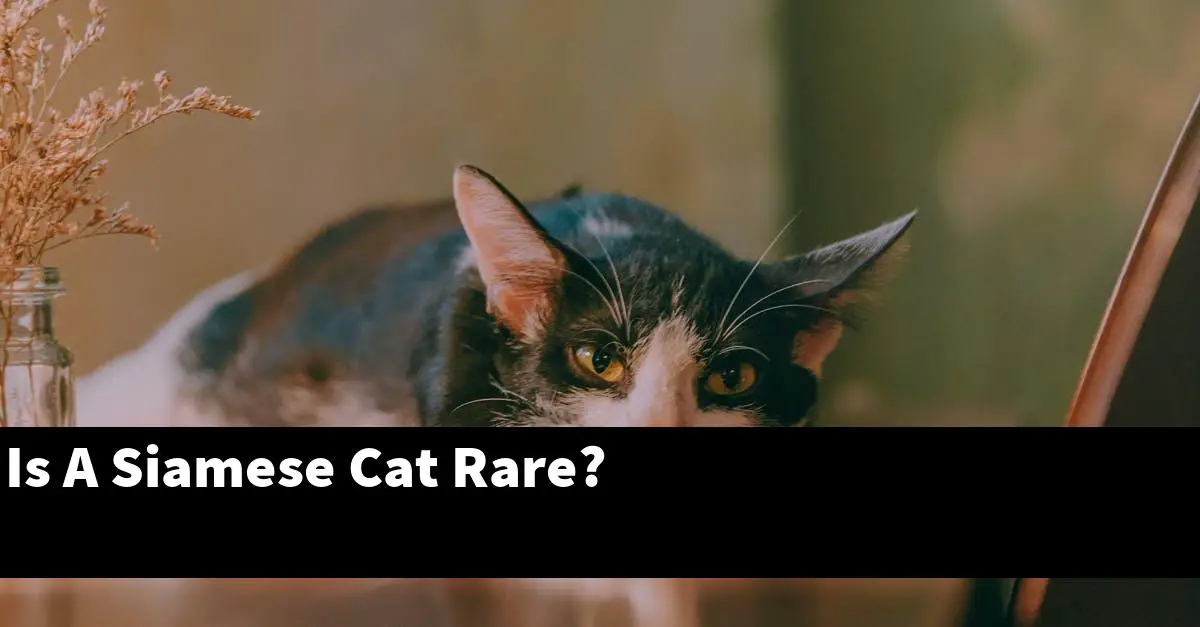 Is A Siamese Cat Rare?