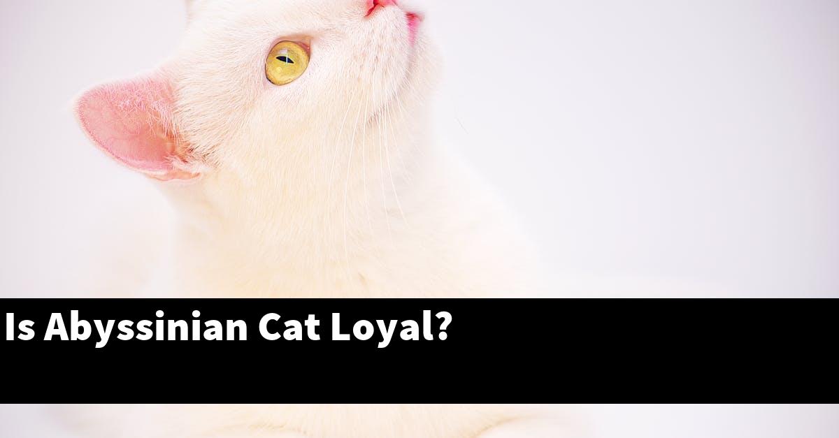 Is Abyssinian Cat Loyal?