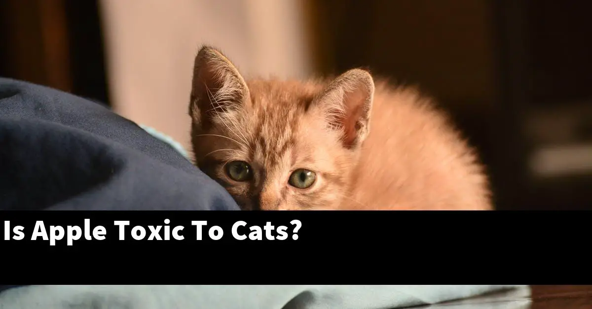 Is Apple Toxic To Cats?