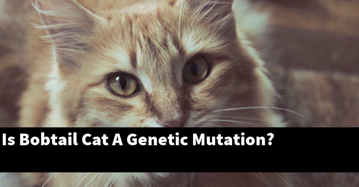 Is Bobtail Cat A Genetic Mutation?