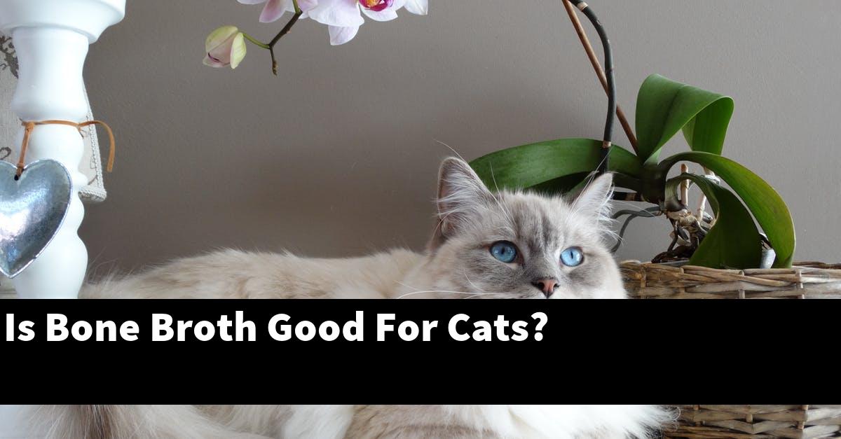 Is Bone Broth Good For Cats?