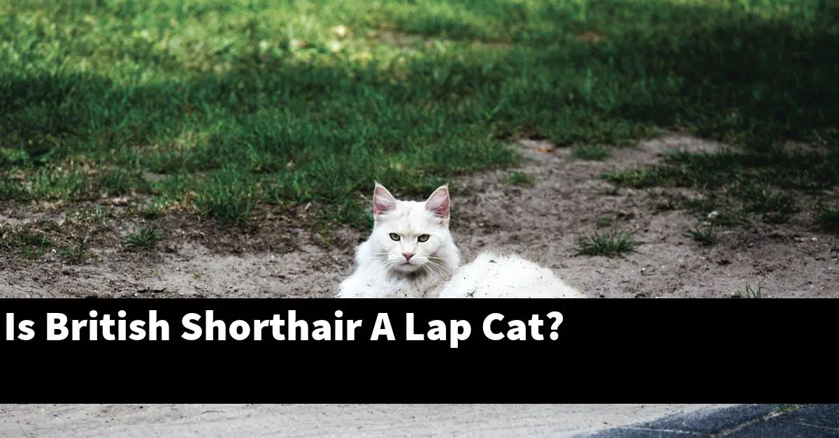 Is British Shorthair A Lap Cat?