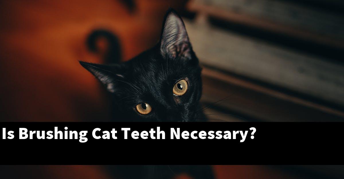 Is Brushing Cat Teeth Necessary?