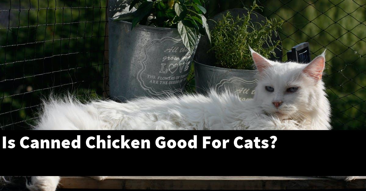 Is Canned Chicken Good For Cats?