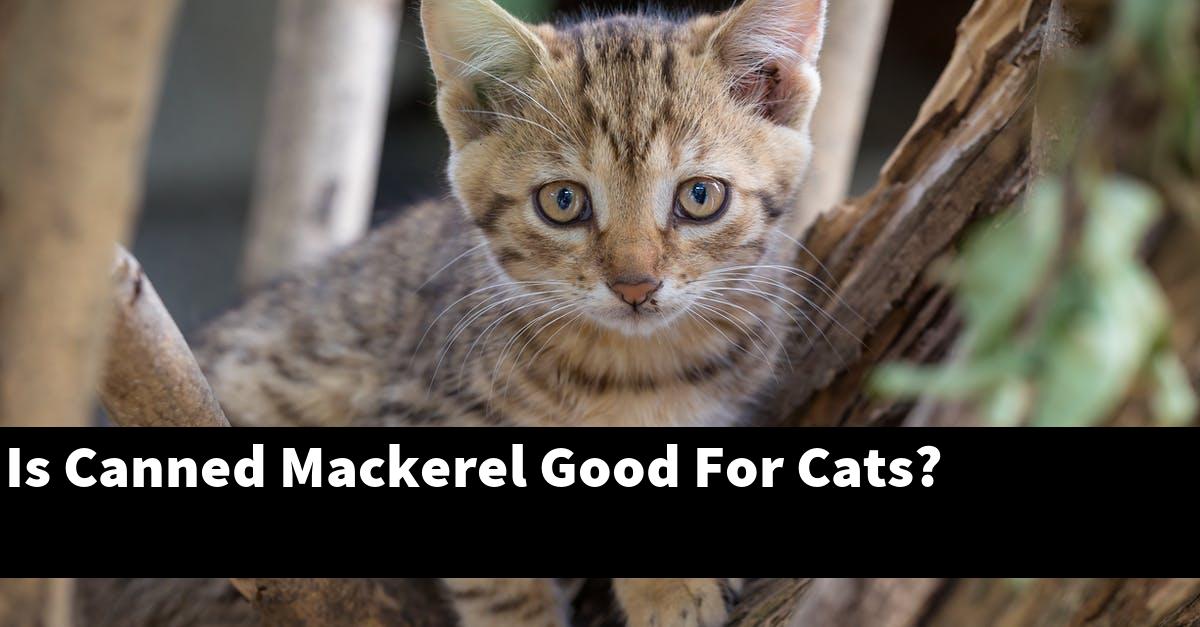 Is Canned Mackerel Good For Cats?