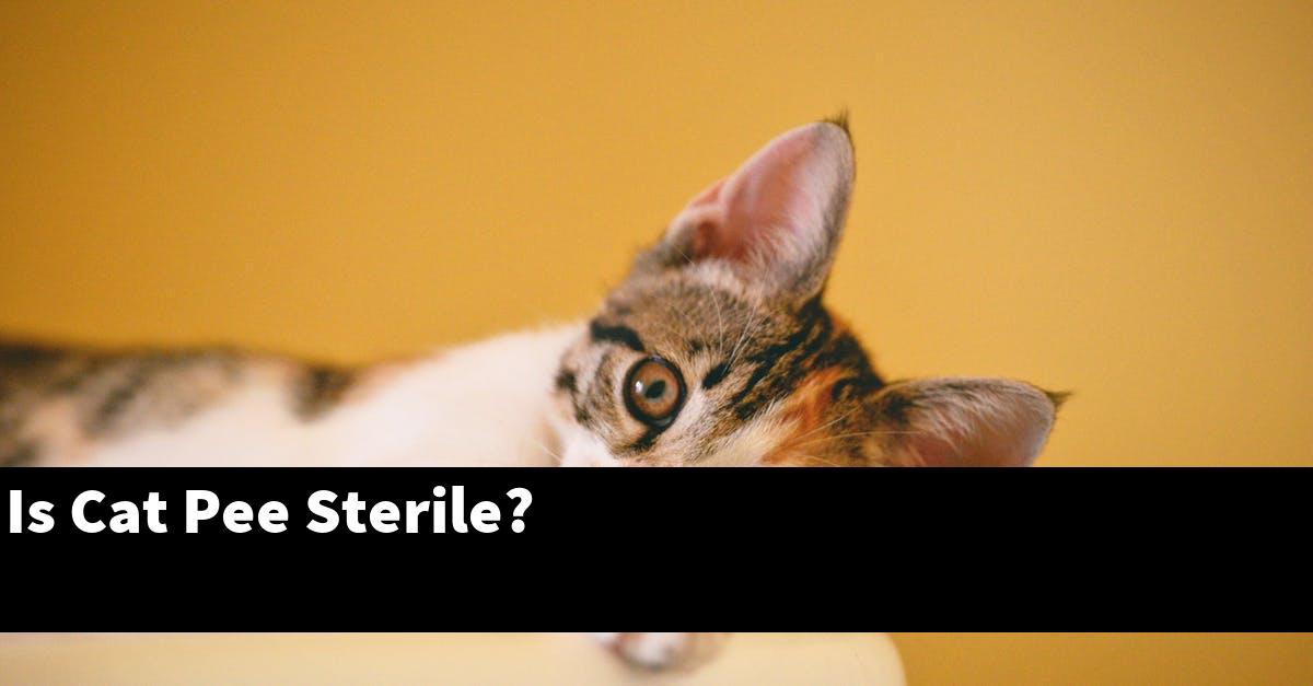 Is Cat Pee Sterile?