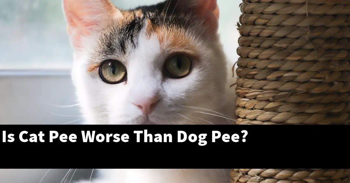 Is Cat Pee Worse Than Dog Pee?