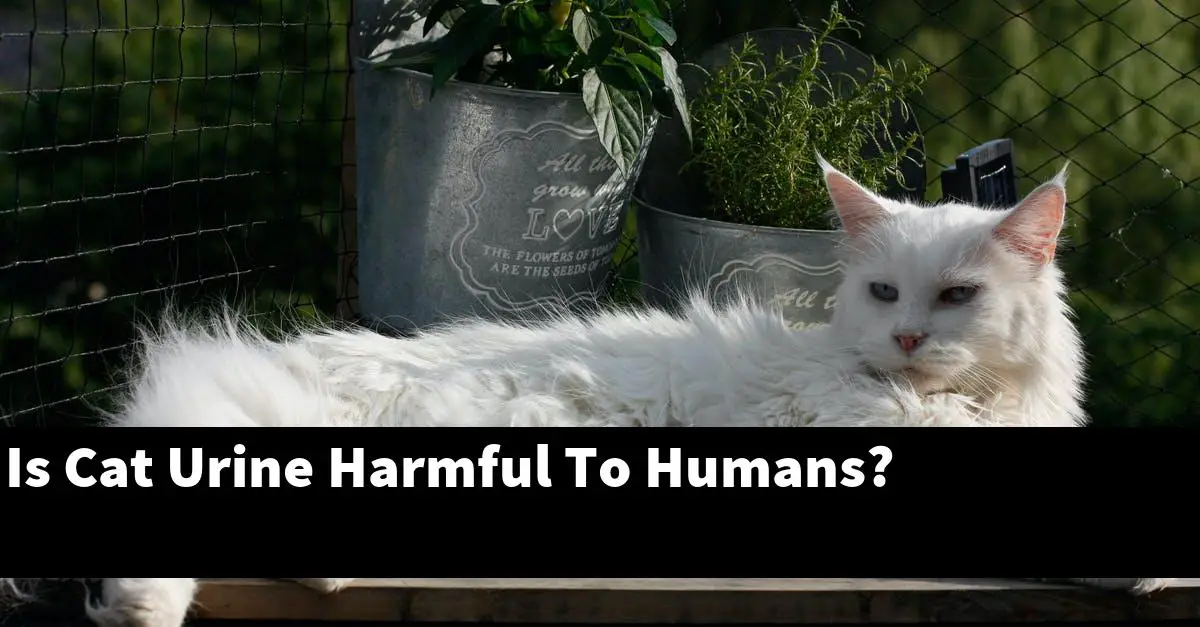 Is Cat Urine Harmful To Humans?