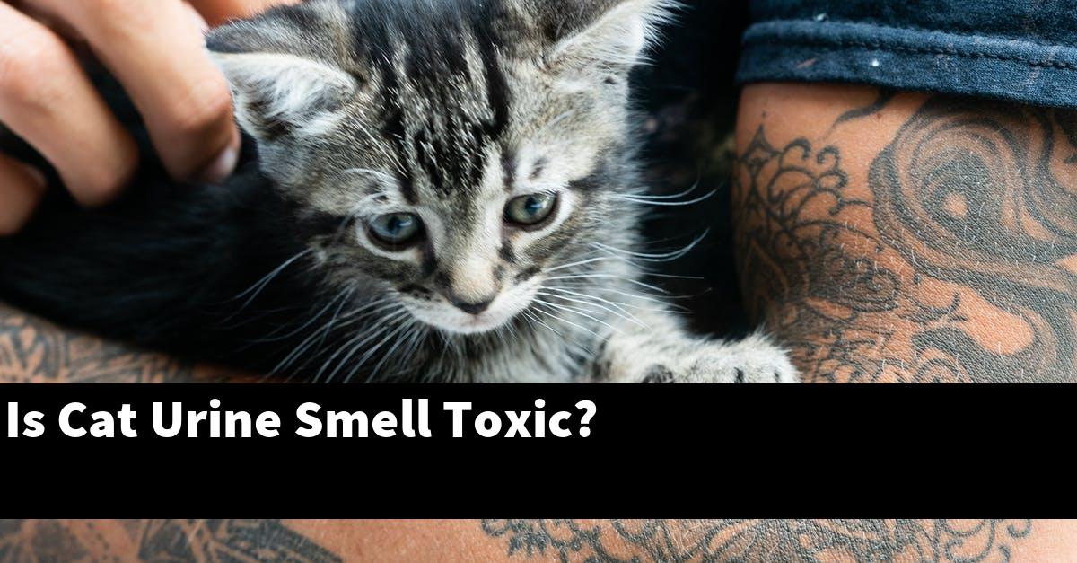 Is Cat Urine Smell Toxic?